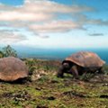 Galapagos 8 days cruise