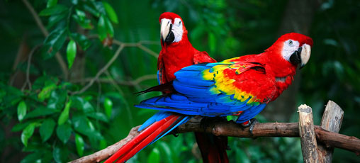 Peru accessible tour & Amazon Research Centre