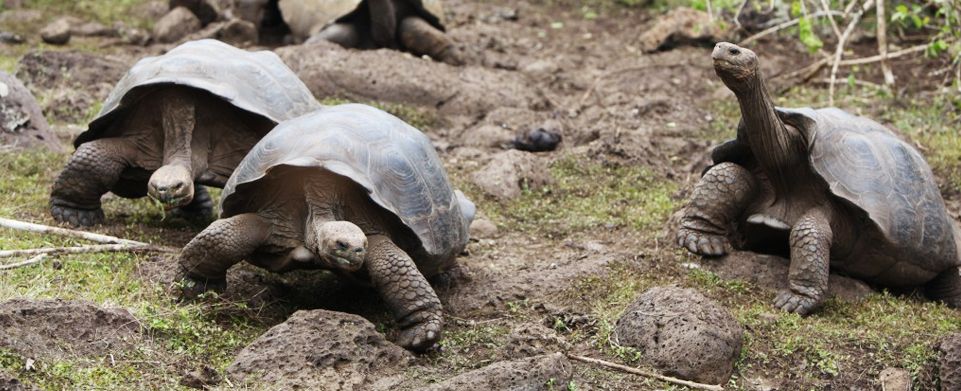 Machu Picchu & Land Based Galapagos Tour