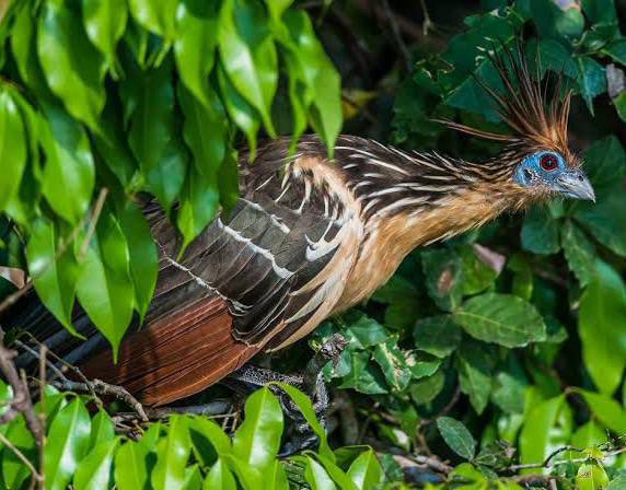 EXOTIC BIRD OF THE JUNGLE - HOATZIN