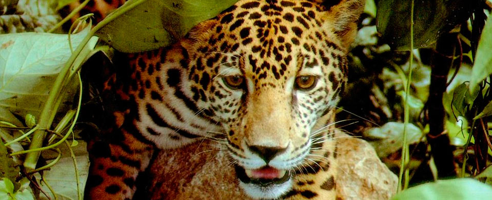 2025 Machu Picchu & Amazon Cruise - Tourist Class