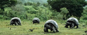 2023 Christmas Peru and New Years Galapagos Tour