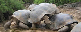 Machu Picchu & Land Based Galapagos Tour