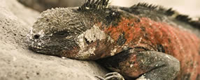 Adventure Peru & Galapagos Tour