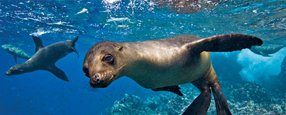 The Private Collection 10 day Galapagos Islands & All-Private