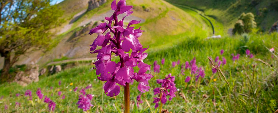 Orchids of Peru Tour