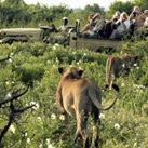 The Ultimate African Safari Signature Tour