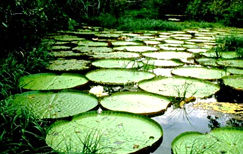 Bolivian Amazon