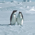 Luxury Tours in Antarctica