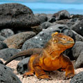 Galapagos 4 days cruise