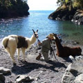 Escorted Fixed departure Tours - Llama trek