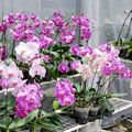 Orchid Appreciation Tour of Peru