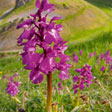 Orchids of Peru Tour
