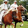 Paso Horse riding tour through the Urubamba Valley - Private