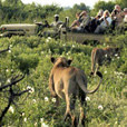 The Ultimate African Safari Tour