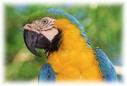 Blue and yellow macaw