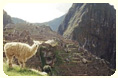 Peru New Year Tour