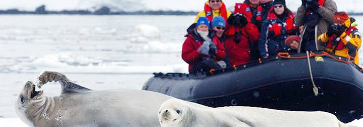 banner antartica